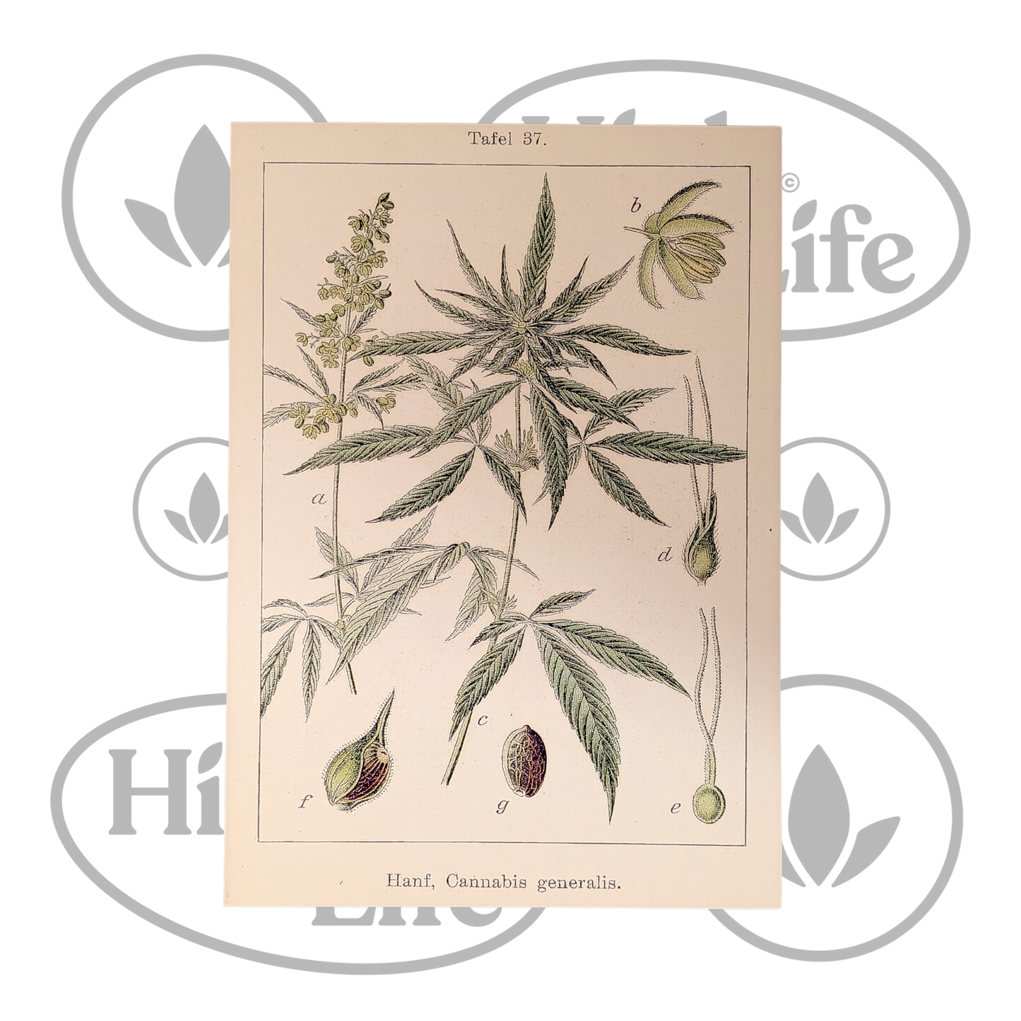 Osta Juliste: "Cannabis Sativa" 2/6 High & Life Storesta