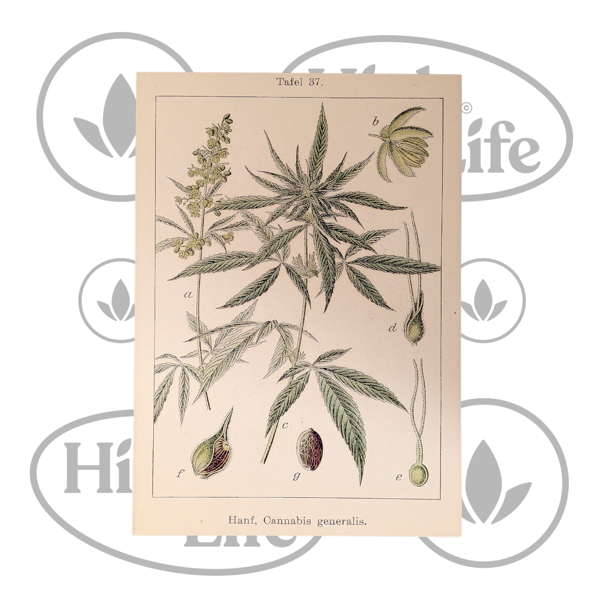 Osta Juliste: "Cannabis Sativa" 2/6 High & Life Storesta
