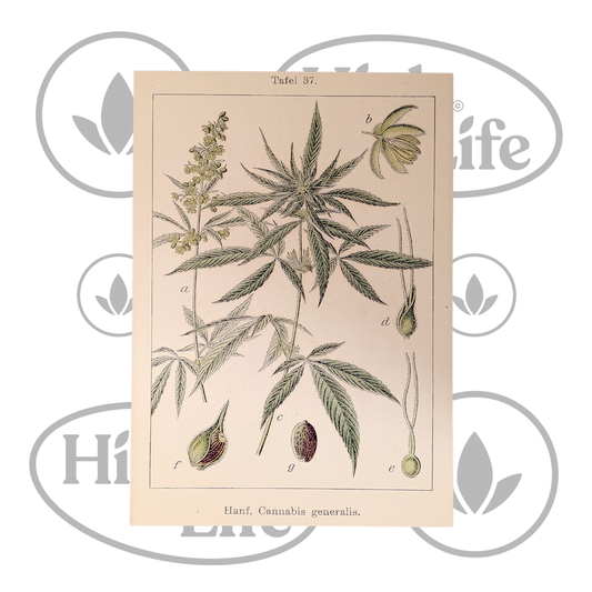 Osta Juliste: "Cannabis Sativa" 2/6 High & Life Storesta