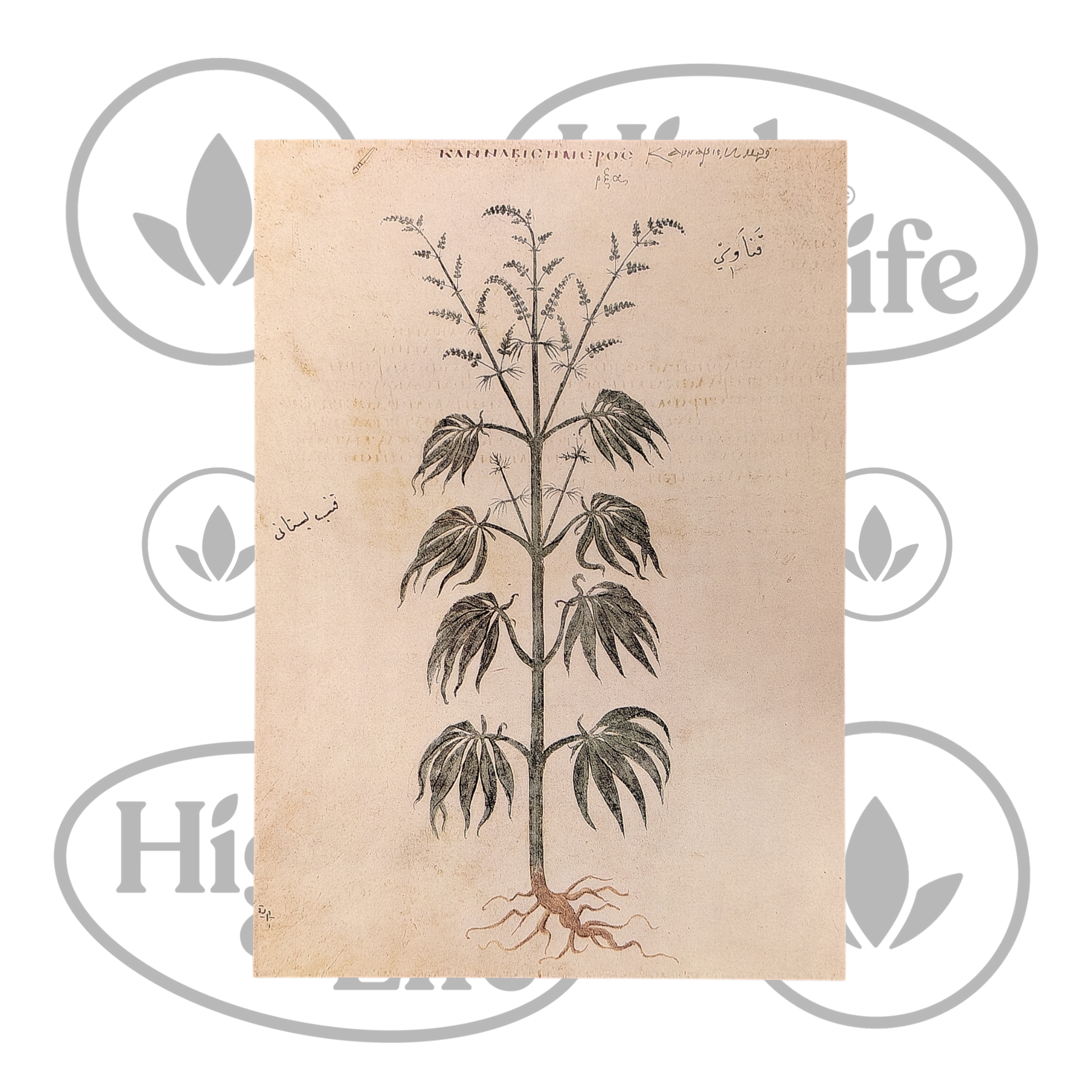 Osta Juliste: "Cannabis Sativa" 1/6 High & Life Storesta