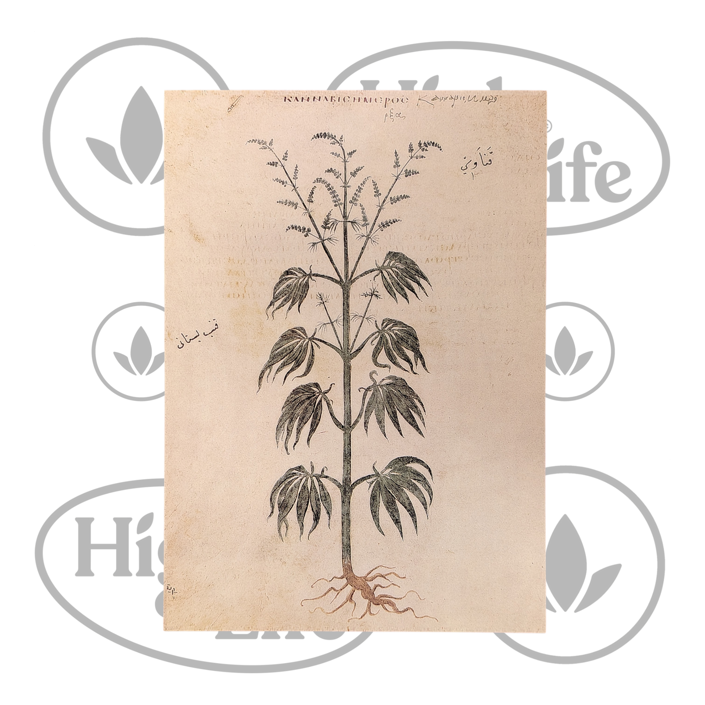 Osta Juliste: "Cannabis Sativa" 1/6 High & Life Storesta