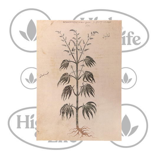 Osta Juliste: "Cannabis Sativa" 1/6 High & Life Storesta