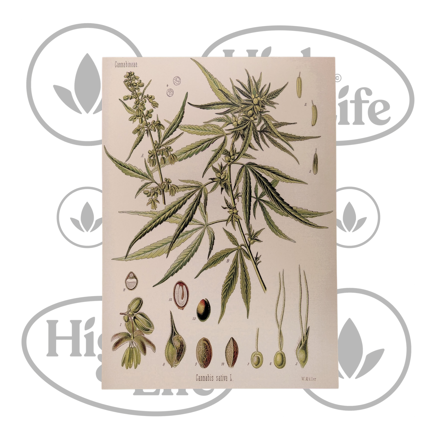 Osta Juliste: "Cannabis Sativa" 3/6 High & Life Storesta