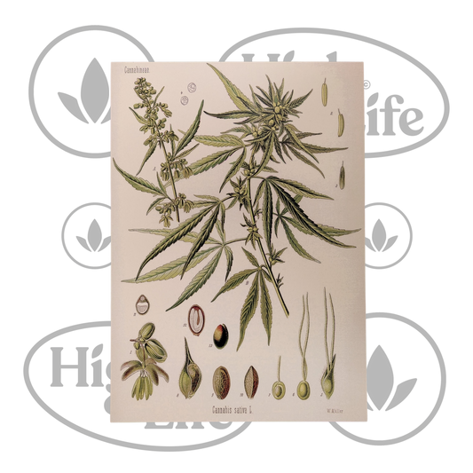 Osta Juliste: "Cannabis Sativa" 3/6 High & Life Storesta
