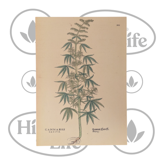 Osta Juliste: "Cannabis Sativa" 4/6 High & Life Storesta