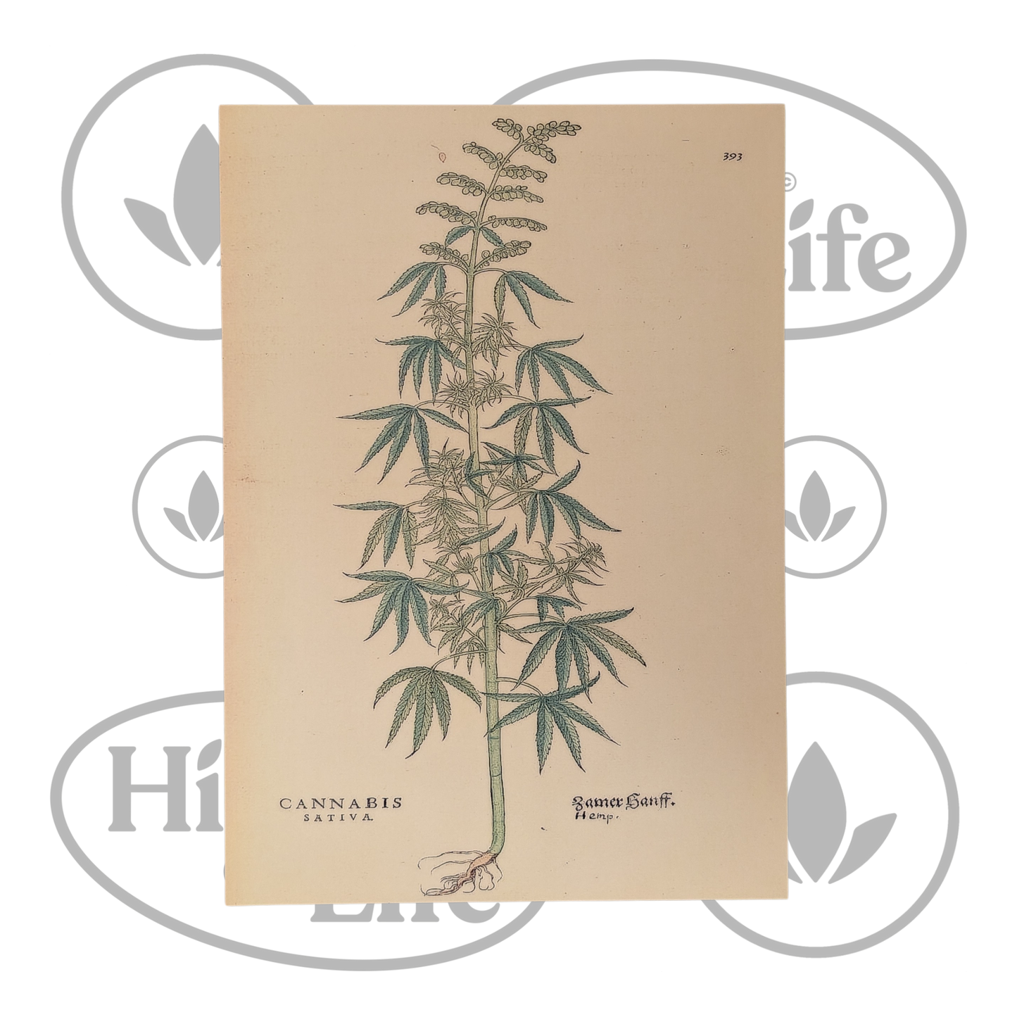 Osta Juliste: "Cannabis Sativa" 4/6 High & Life Storesta