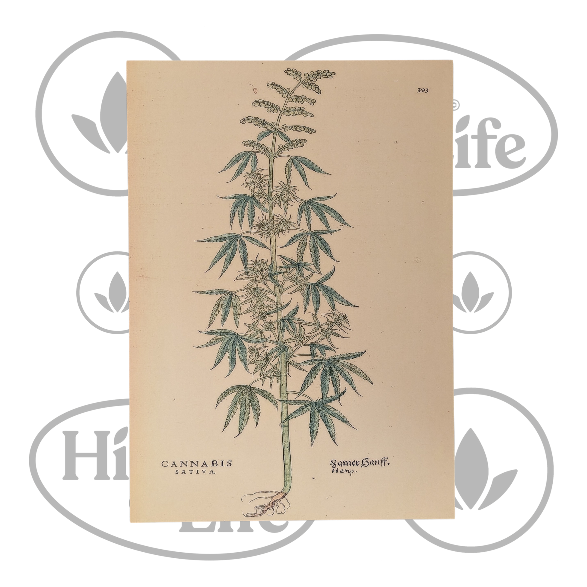 Osta Juliste: "Cannabis Sativa" 4/6 High & Life Storesta