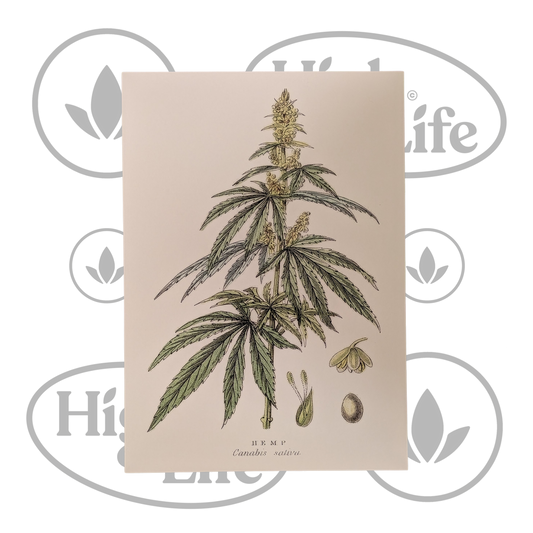 Osta Juliste: "Cannabis Sativa" 5/6 High & Life Storesta