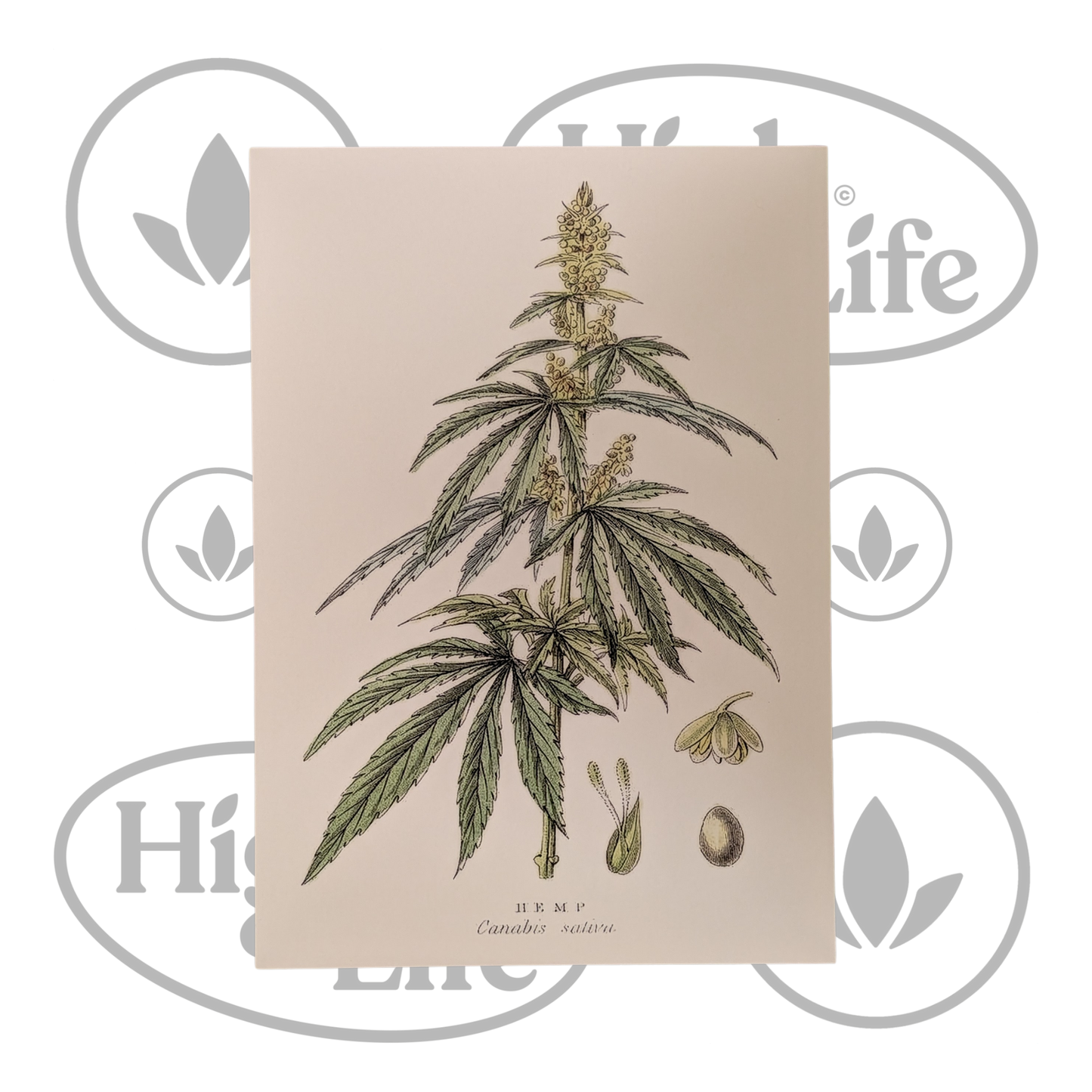 Osta Juliste: "Cannabis Sativa" 5/6 High & Life Storesta