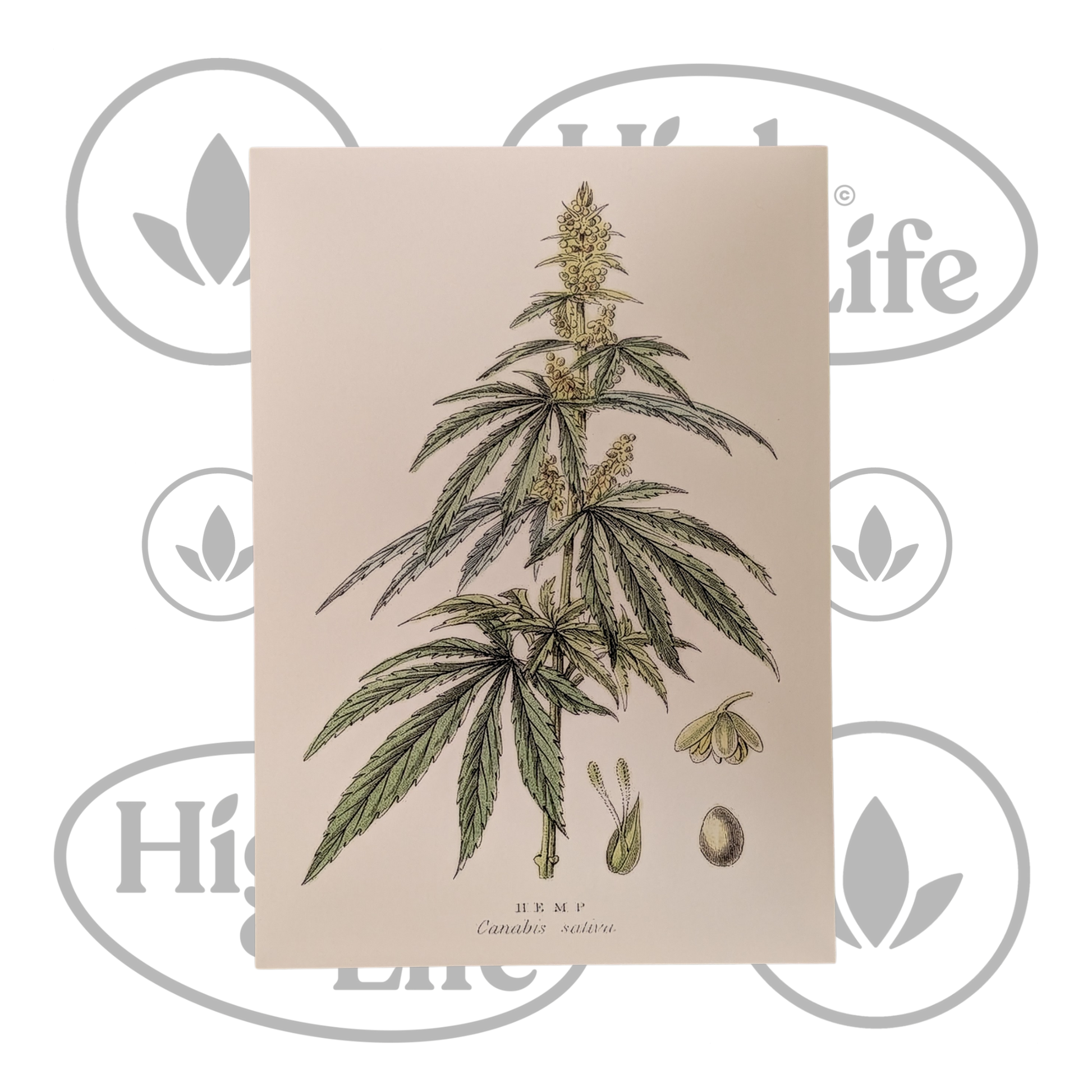 Osta Juliste: "Cannabis Sativa" 5/6 High & Life Storesta
