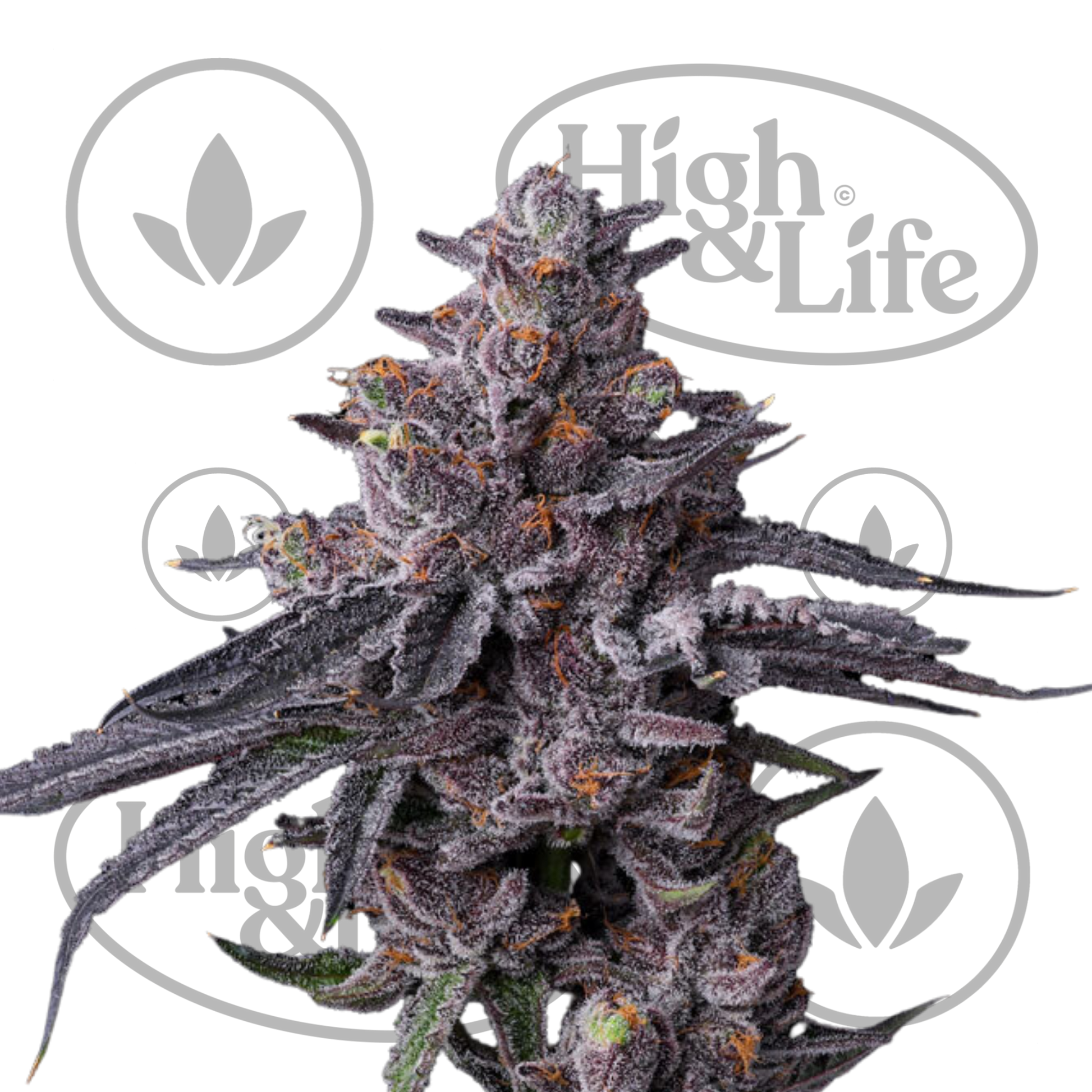 Osta Zillions kannabiksen siemenet High & Life Storesta