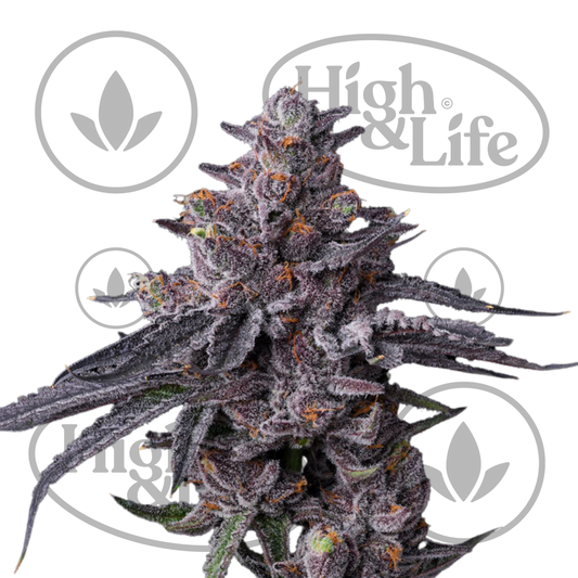 Osta Zillions kannabiksen siemenet High & Life Storesta