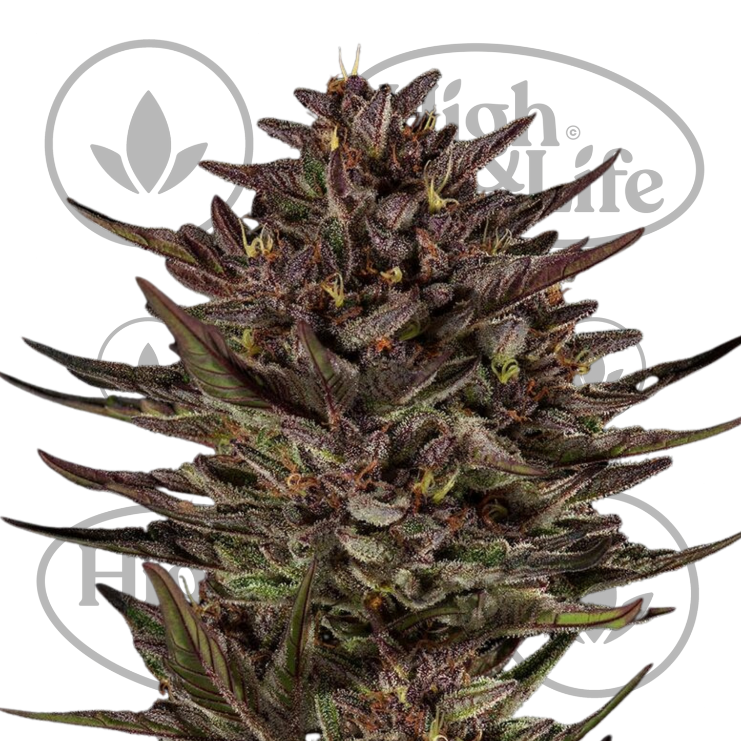 Osta Frosted Zinn x Cookie Dog Auto kannabiksen siemenet High & Life Storesta