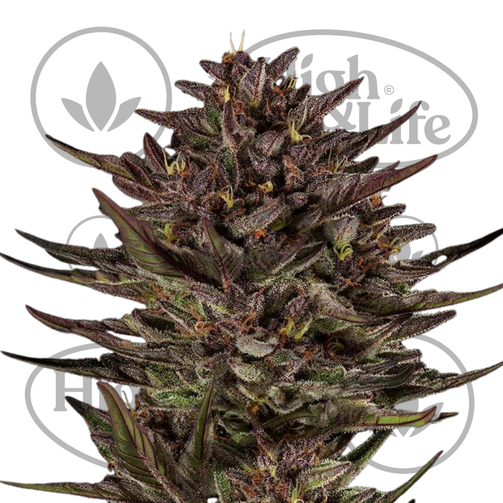 Osta Frosted Zinn x Cookie Dog Auto kannabiksen siemenet High & Life Storesta