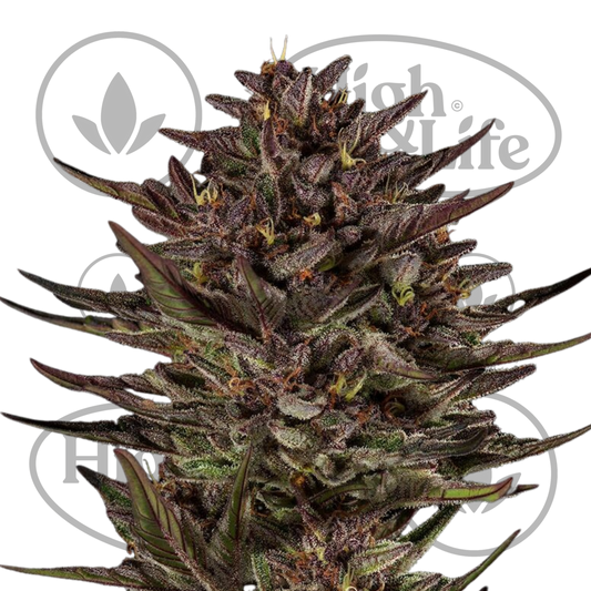 Osta Frosted Zinn x Cookie Dog Auto kannabiksen siemenet High & Life Storesta