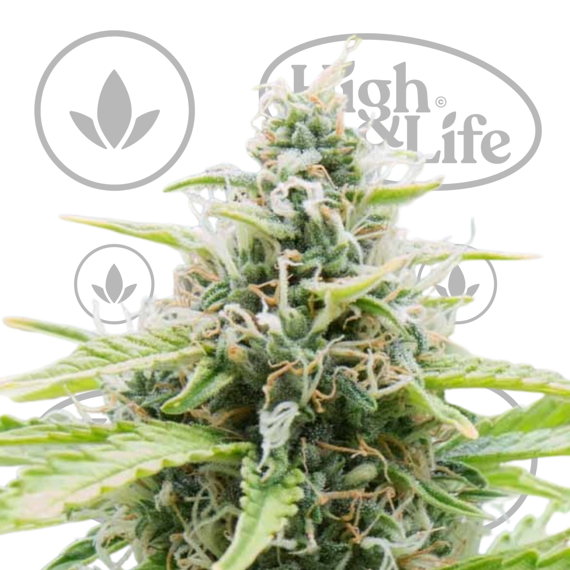 Osta CBD Auto SMLE kannabiksen siemenet High & Life Storesta