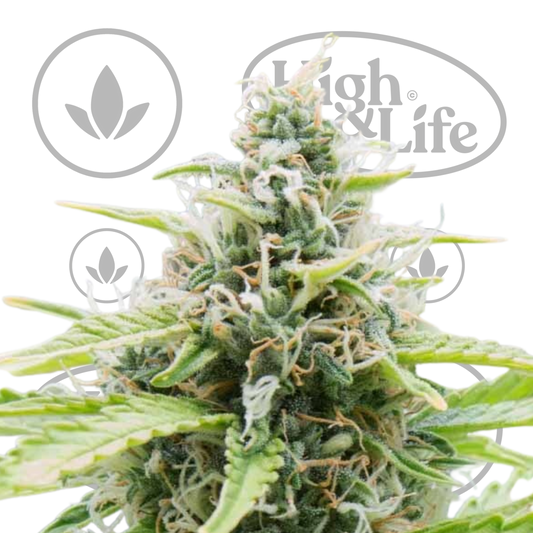 Osta CBD Auto SMLE kannabiksen siemenet High & Life Storesta