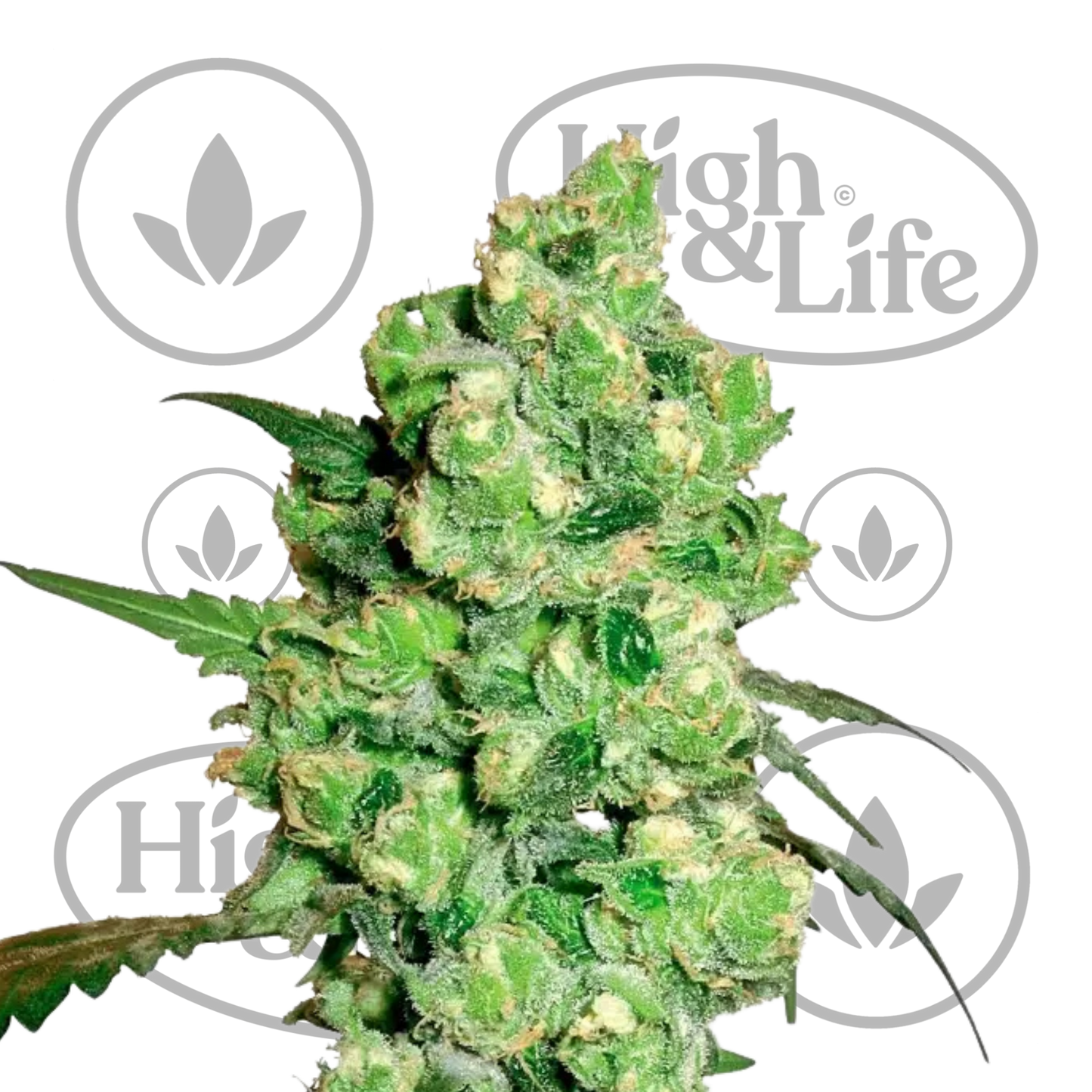 Osta Super Skunk Auto (by White Label) kannabiksen siemenet High & Life Storesta