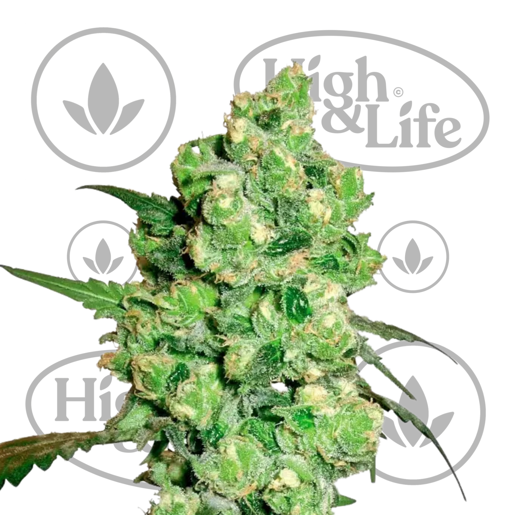 Osta Super Skunk Auto (by White Label) kannabiksen siemenet High & Life Storesta