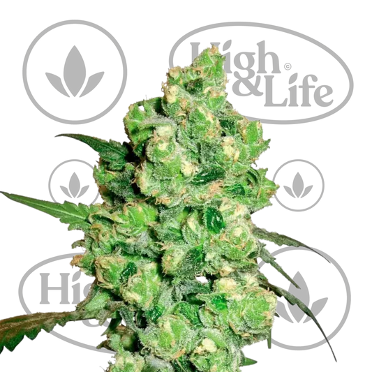 Osta Super Skunk Auto (by White Label) kannabiksen siemenet High & Life Storesta