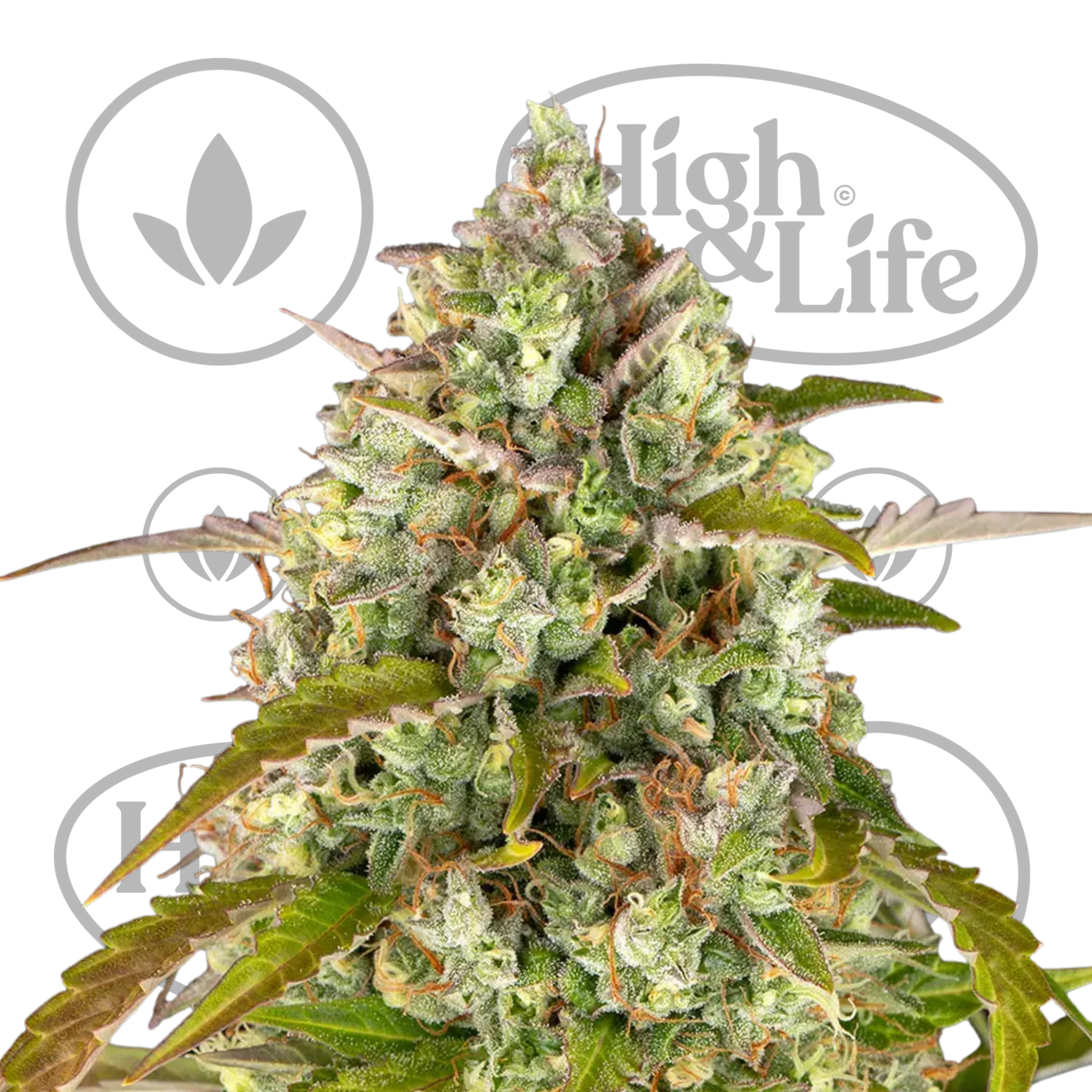 Osta Pineapple Express Auto kannabiksen siemenet High & Life Storesta