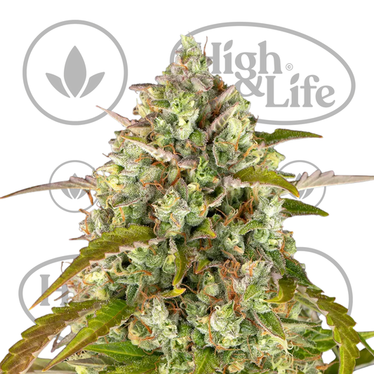 Osta Pineapple Express Auto kannabiksen siemenet High & Life Storesta