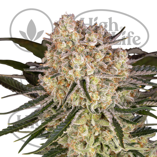 Osta AK kannabiksen siemenet High & Life Storesta