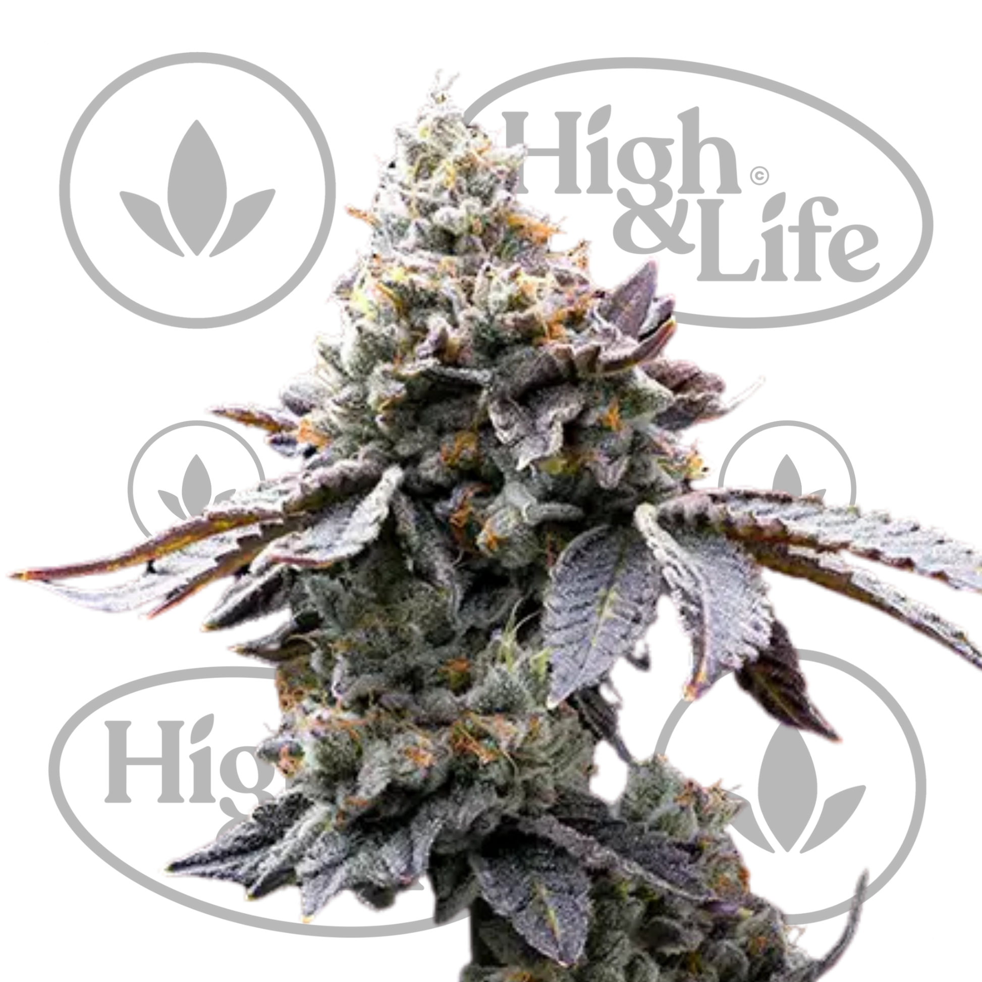 Osta GMO Cookies kannabiksen siemenet High & Life Storesta