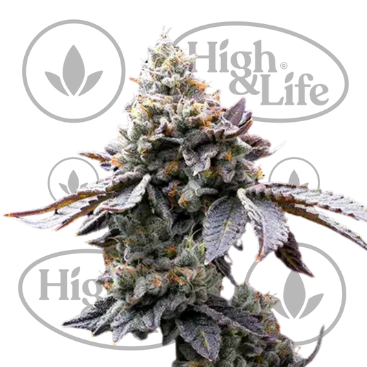 Osta GMO Cookies kannabiksen siemenet High & Life Storesta