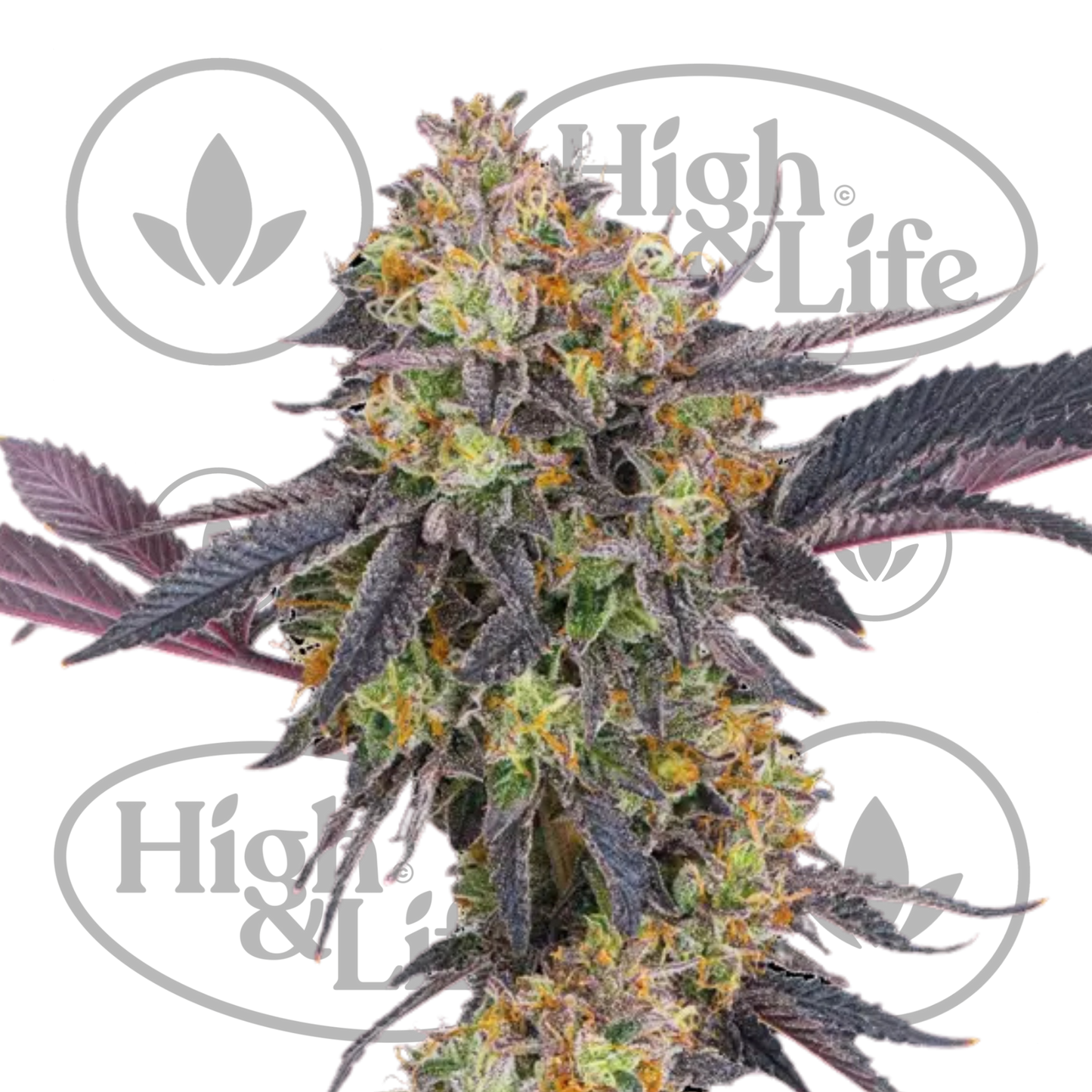 Osta Tropicana Cherry kannabiksen siemenet High & Life Storesta
