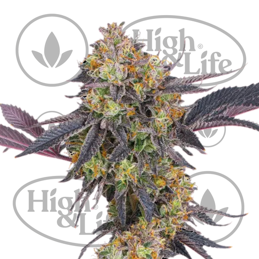 Osta Tropicana Cherry kannabiksen siemenet High & Life Storesta