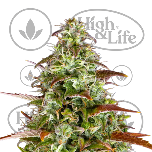 Osta Watermelon Z Auto kannabiksen siemenet High & Life Storesta