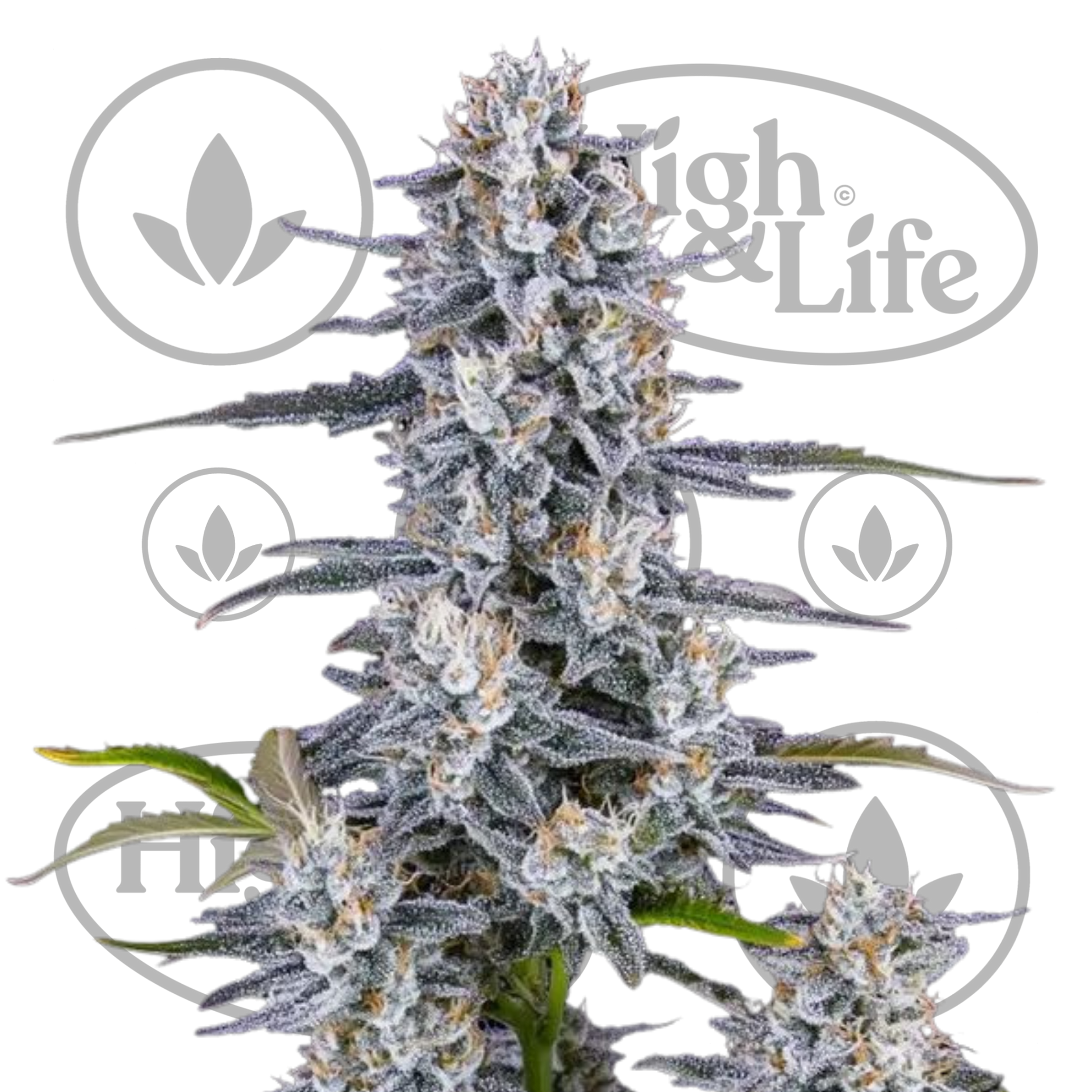 Osta Super Boof Auto kannabiksen siemenet High & Life Storesta