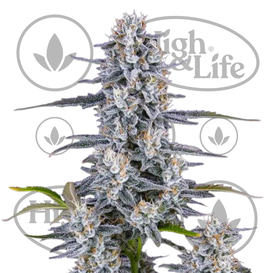 Osta Super Boof Auto kannabiksen siemenet High & Life Storesta