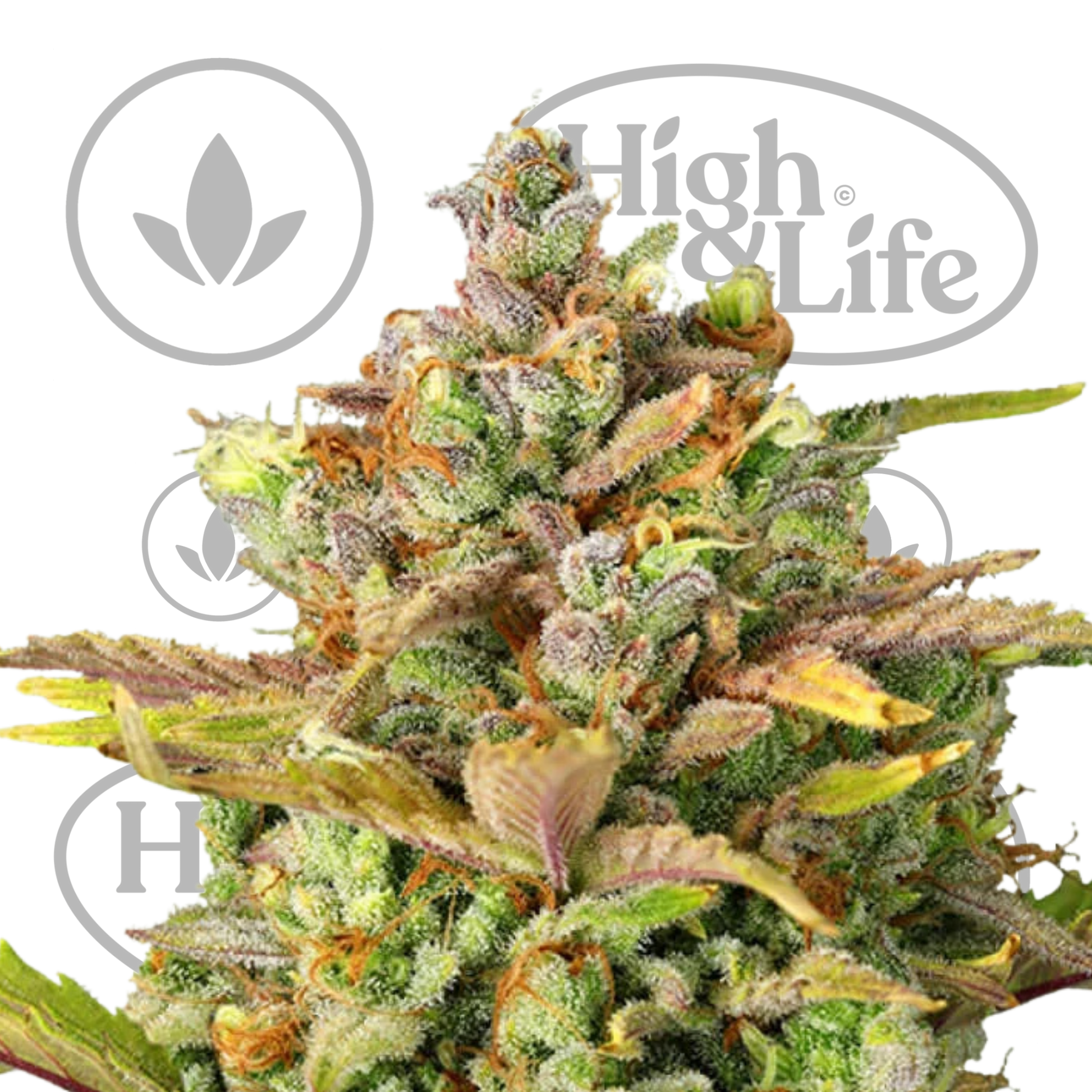 Osta Sweet ZZ kannabiksen siemenet High & Life Storesta