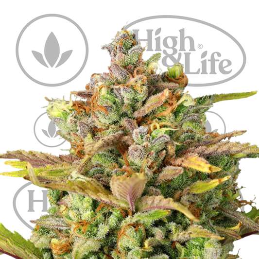 Osta Sweet ZZ kannabiksen siemenet High & Life Storesta