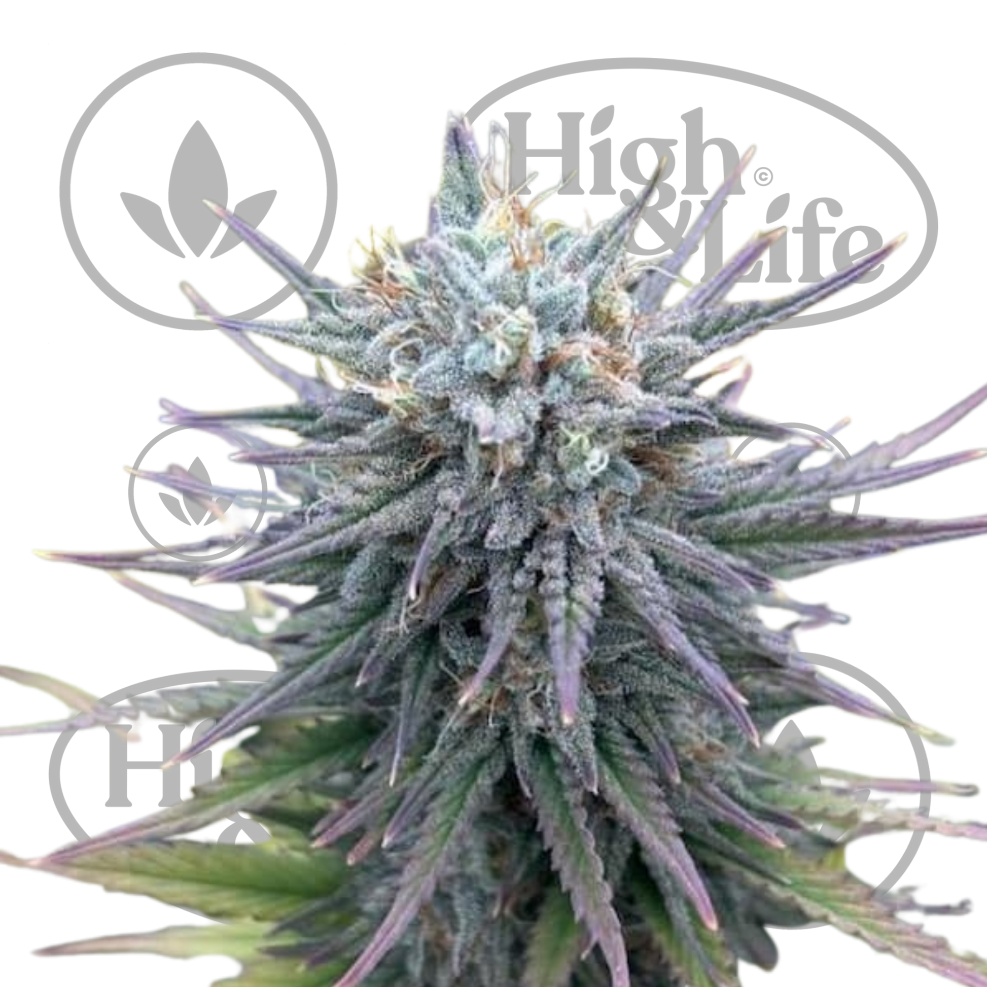 Osta Insane OG kannabiksen siemenet High & Life Storesta