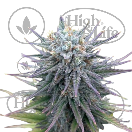 Osta Insane OG kannabiksen siemenet High & Life Storesta