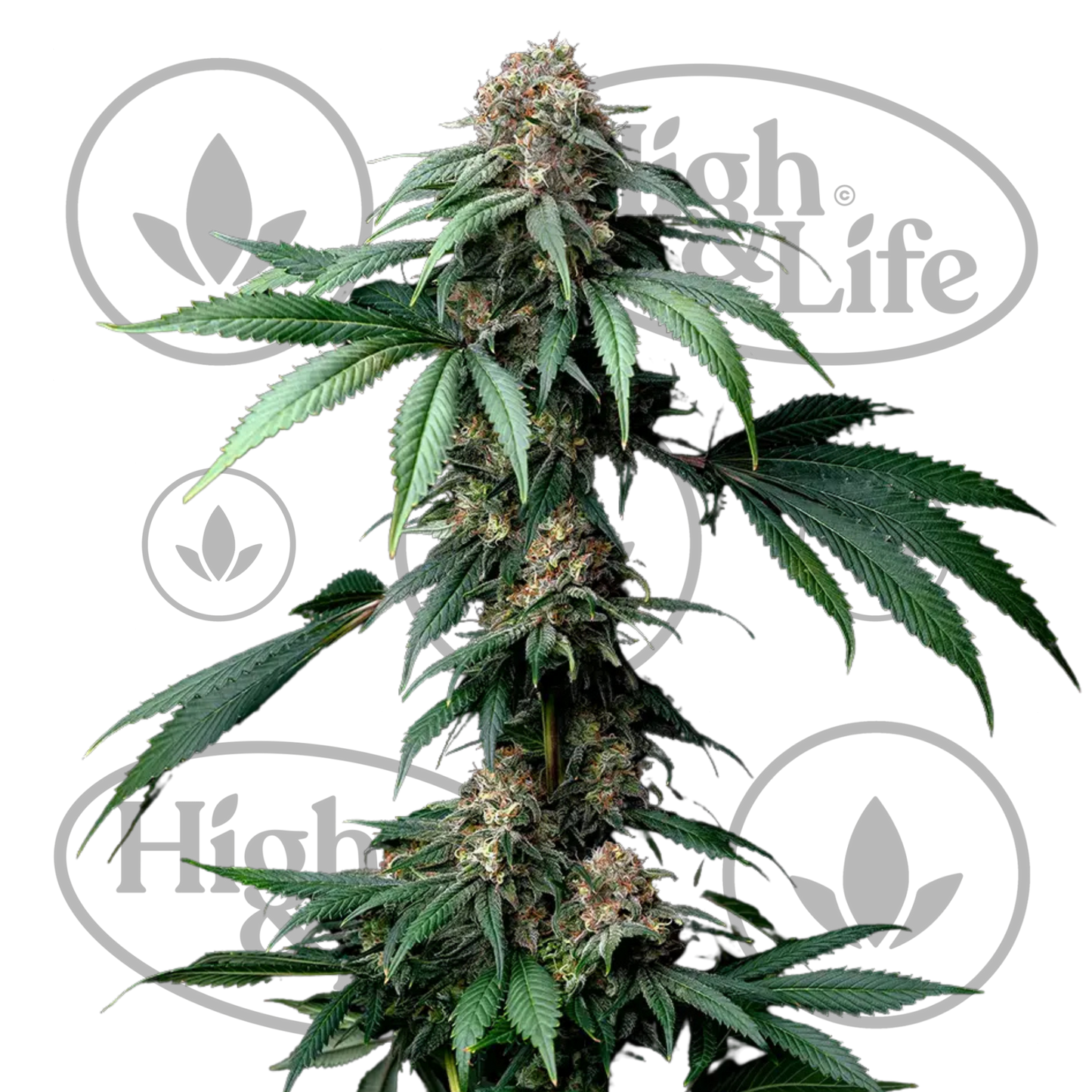 Osta Mendo Breath kannabiksen siemenet High & Life Storesta