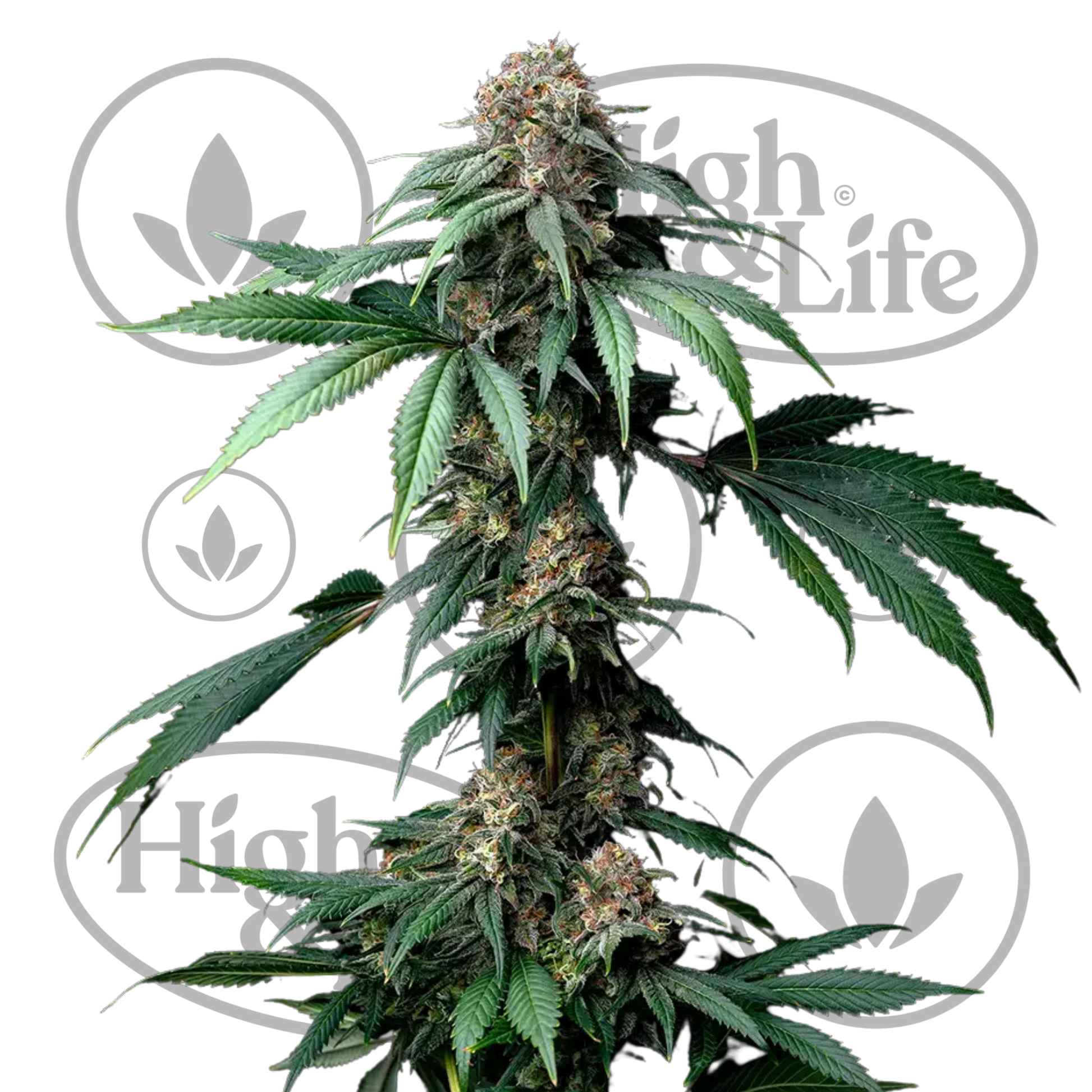 Osta Mendo Breath kannabiksen siemenet High & Life Storesta