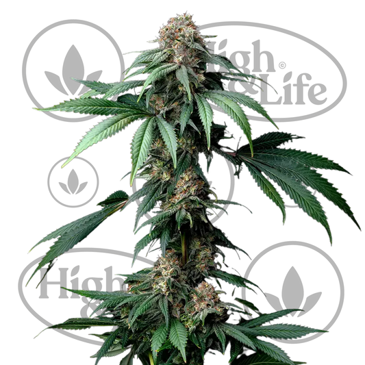 Osta Mendo Breath kannabiksen siemenet High & Life Storesta