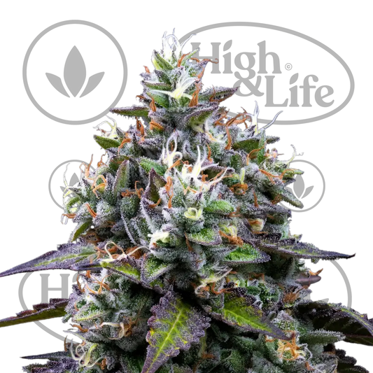 Osta Zoap kannabiksen siemenet High & Life Storesta