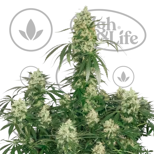 Osta The Ultimate kannabiksen siemenet High & Life Storesta