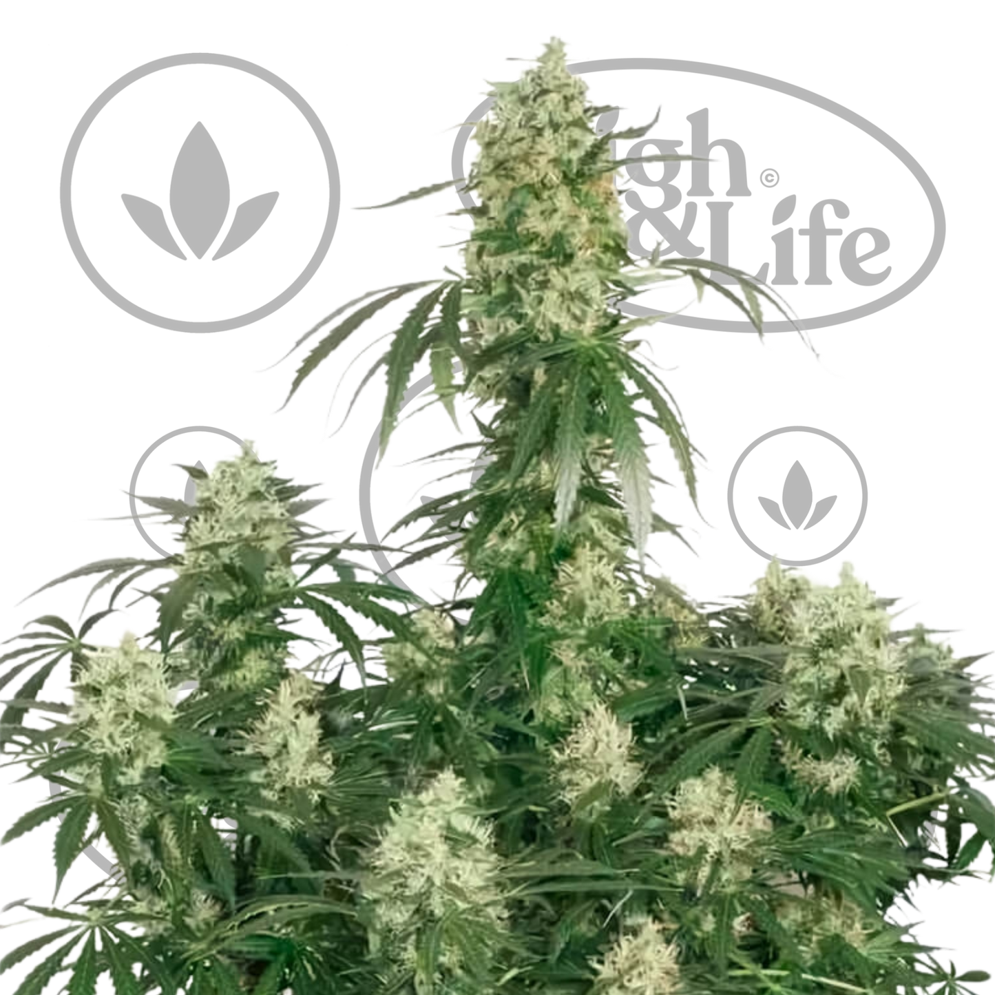 Osta The Ultimate kannabiksen siemenet High & Life Storesta