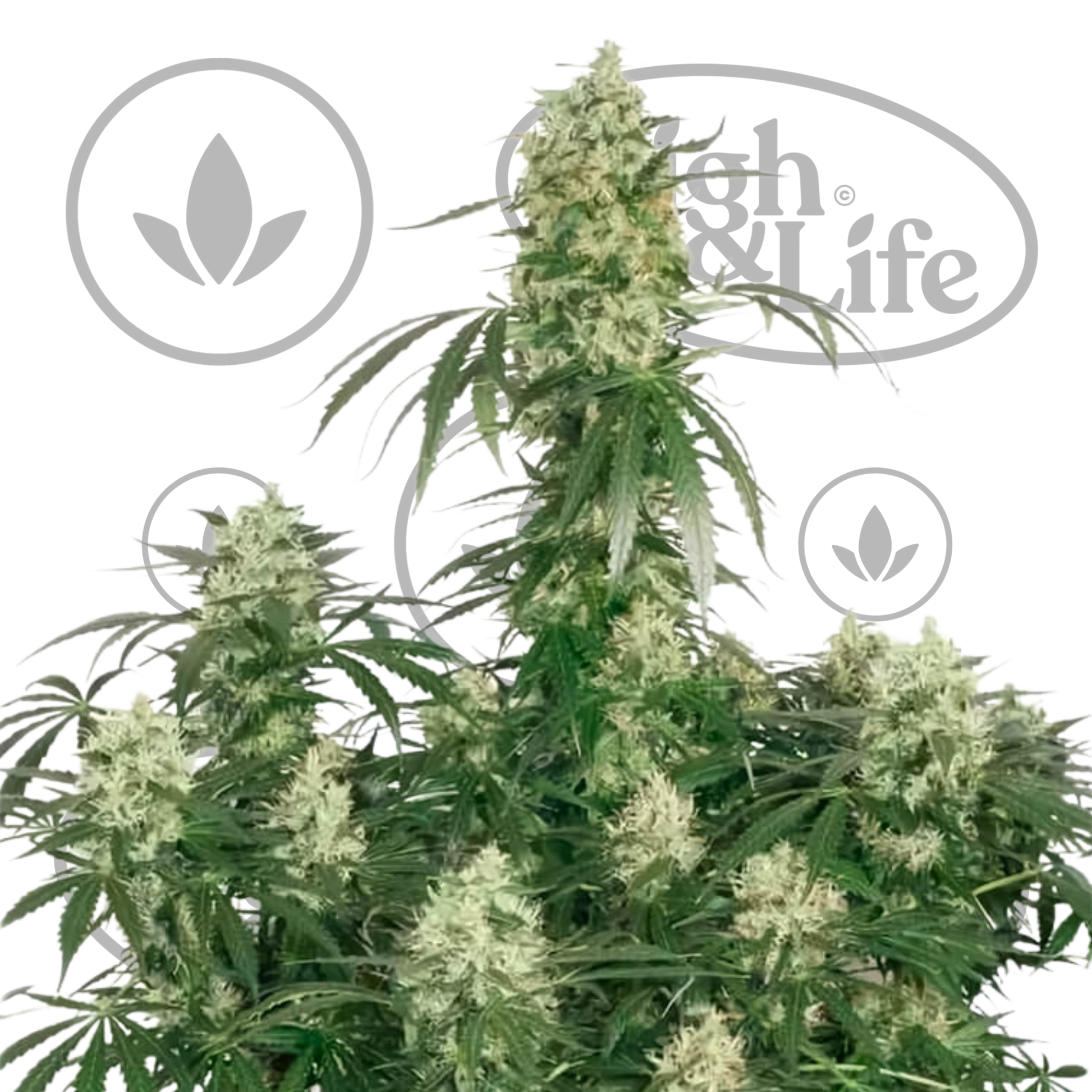 Osta The Ultimate kannabiksen siemenet High & Life Storesta