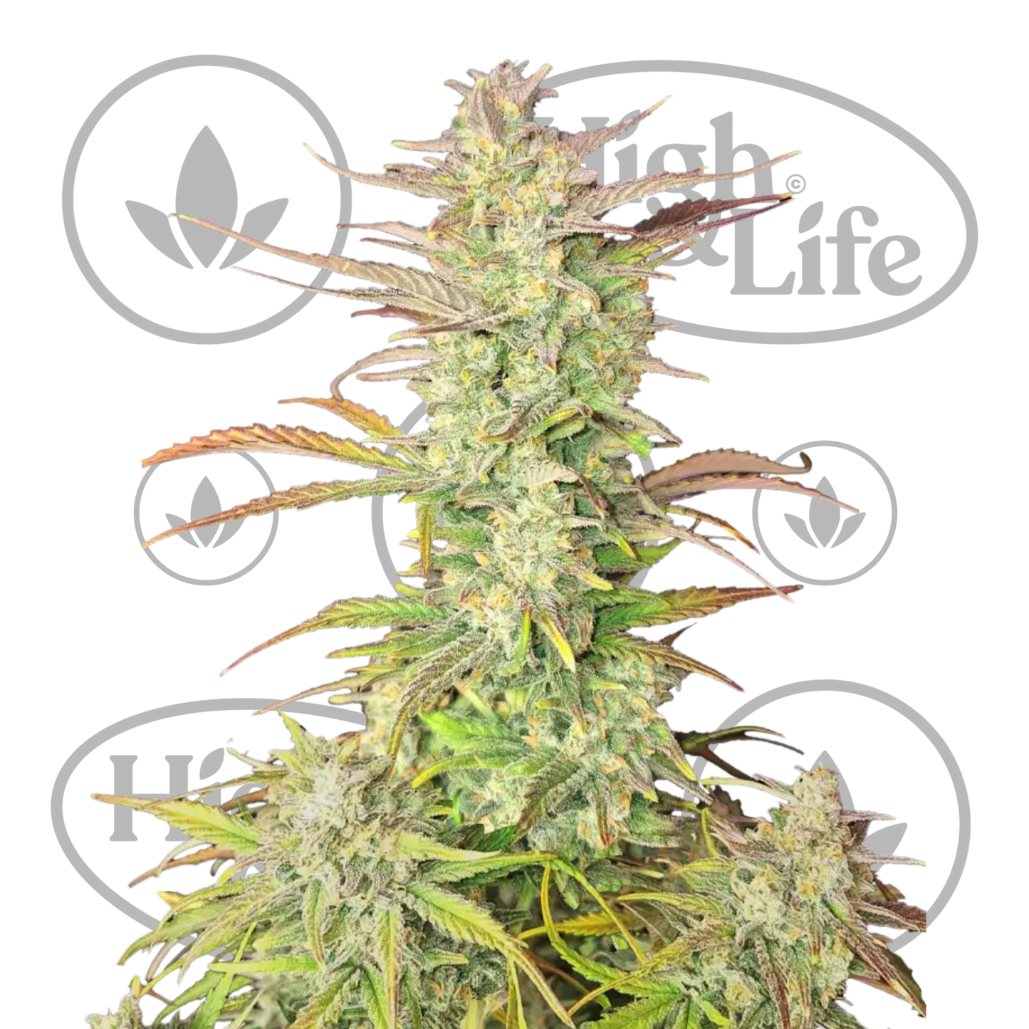 Osta Z-Up Auto kannabiksen siemenet High & Life Storesta