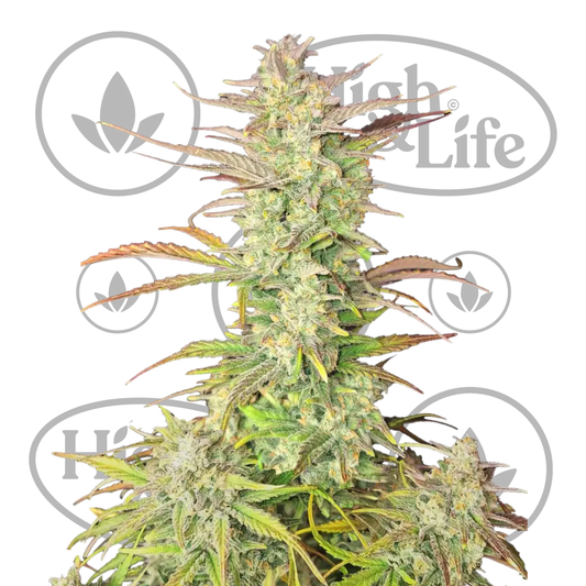 Osta Z-Up Auto kannabiksen siemenet High & Life Storesta