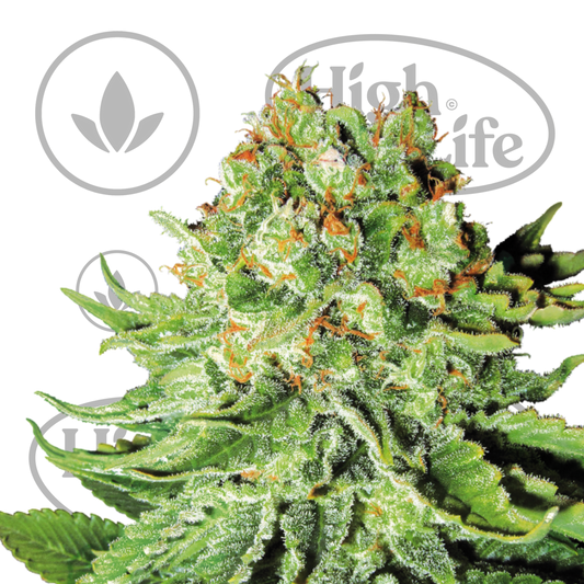 Osta Northern Lights Automatic kannabiksen siemenet High & Life Storesta