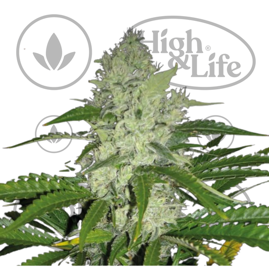 Osta Bruce Banger FAST kannabiksen siemenet High & Life Storesta