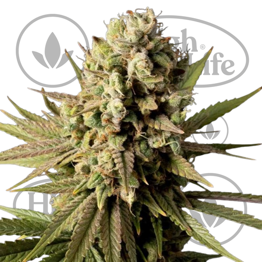 Osta Gorilla Gas F1 FAST kannabiksen siemenet High & Life Storesta